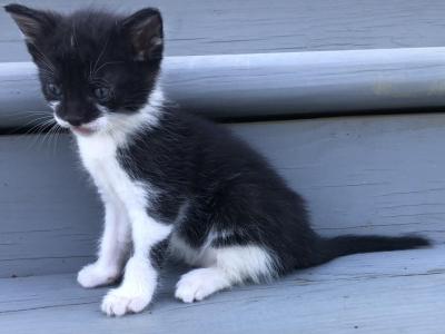 Oreo - Domestic - Gallery Photo #1