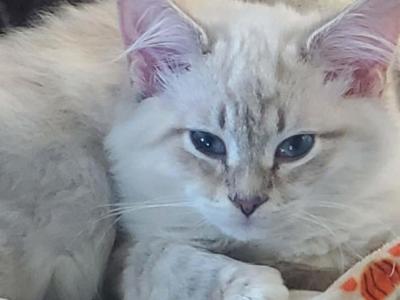 Oscar - Ragdoll - Gallery Photo #1