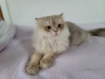 SERGEY - Scottish Fold - Gallery Photo #1