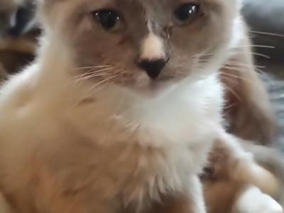 Cloud - Ragdoll - Gallery Photo #1