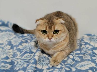 Dara - Scottish Fold - Gallery Photo #1