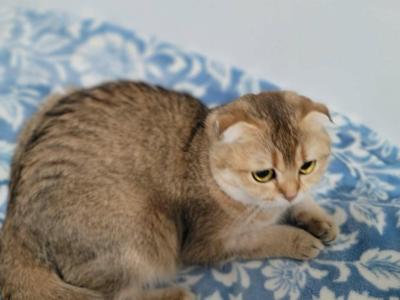 Dara - Scottish Fold - Gallery Photo #1