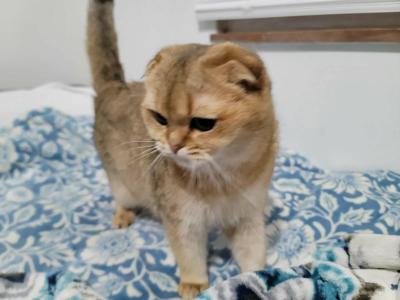Lucky - Scottish Fold - Gallery Photo #1