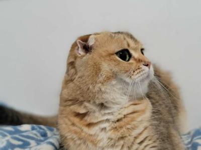 Lucky - Scottish Fold - Gallery Photo #1