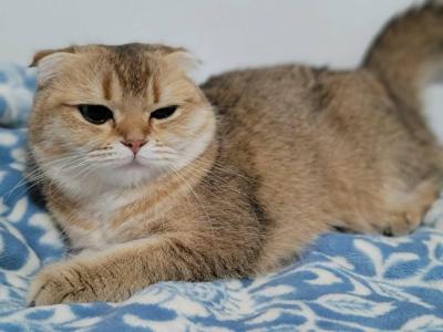Lucky - Scottish Fold - Gallery Photo #1