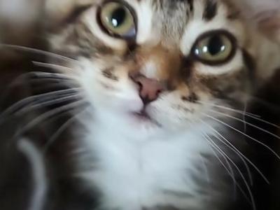 Wentworth - Ragdoll - Gallery Photo #1