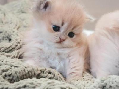 Whisker Pines Flower Litter - British Shorthair - Gallery Photo #1