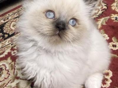 Ragdoll - Ragdoll - Gallery Photo #1