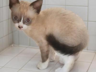 Teeny - Snowshoe - Gallery Photo #1