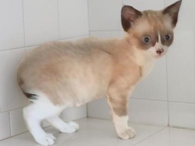 Teeny - Snowshoe - Gallery Photo #1