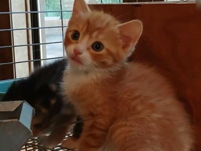 Hl Tiny - Manx - Gallery Photo #1
