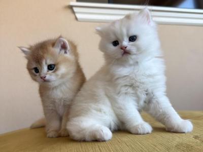 No Name Yet - British Shorthair - Gallery Photo #1