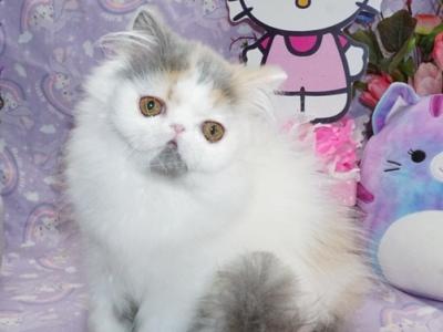 Show Quality Dilute Calico Ready Now - Persian - Gallery Photo #1