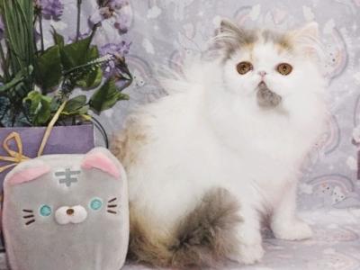 Show Quality Dilute Calico Ready Now - Persian - Gallery Photo #1