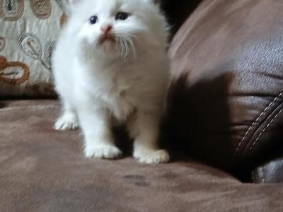 Peyton - Ragdoll - Gallery Photo #1