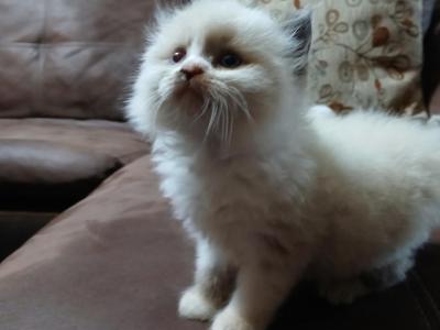 Braxton - Ragdoll - Gallery Photo #1
