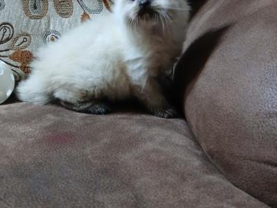 Sophia - Ragdoll - Gallery Photo #1