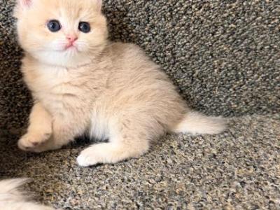Lilac - British Shorthair - Gallery Photo #1