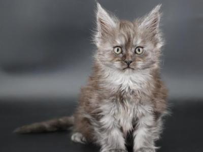 Oakley - Maine Coon - Gallery Photo #1