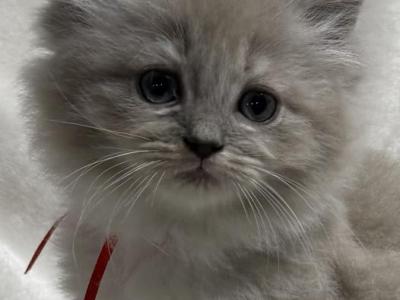 TICA Registered Female With Red Ribbon - Ragdoll - Gallery Photo #1