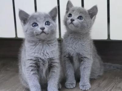 Kittens Russian Blue - Russian Blue - Gallery Photo #1