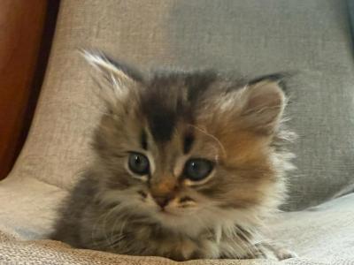 Lucy - Siberian - Gallery Photo #1