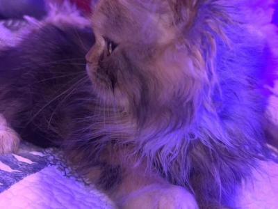 BELLA - Persian - Gallery Photo #1
