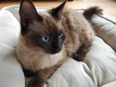 Lily - Ragdoll - Gallery Photo #1