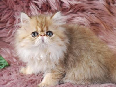 Golden Extreme Persian Kittens CFA - Persian - Gallery Photo #1