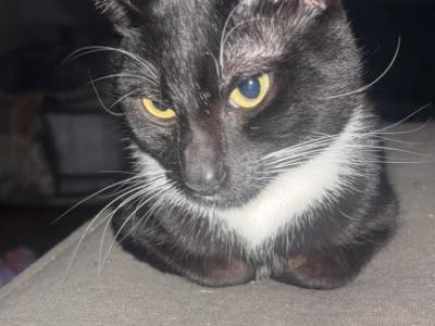 Shadow - Domestic - Gallery Photo #1