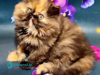 Molli - Persian - Gallery Photo #1