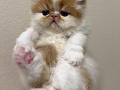 Persian Babies - Persian - Gallery Photo #1