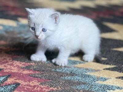 Male Lynx Point Snowshoe Siamese Polydactyl - Snowshoe - Gallery Photo #1