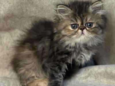 SP16 Calico Female Available - Persian - Gallery Photo #1