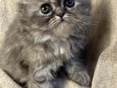 SP14 Blue Cream Dilute Tortie Female - Persian - Gallery Photo #1