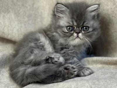 SP15 Blue Cream Dilute Tortie Smoke Female - Persian - Gallery Photo #1