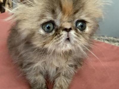 Exotic Chocolate Tortie Tabby - Exotic - Gallery Photo #1
