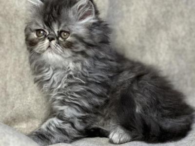 SP18 Blue Cream Smoke - Persian - Gallery Photo #1