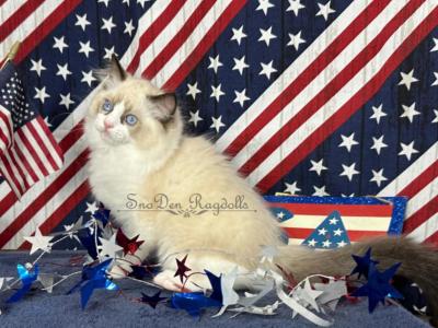 ChloeFinley - Ragdoll - Gallery Photo #1