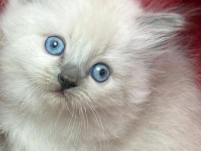 Ragdolls - Ragdoll - Gallery Photo #1