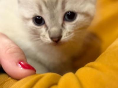 Female Snowshoe Siamese Polydactyl Lynx Point - Siamese - Gallery Photo #1