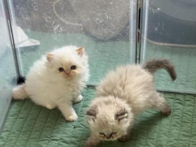 Ziba Last Litter - Persian - Gallery Photo #1