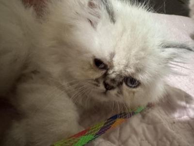 PO13 Himalayan Tortie Point Doll Face - Himalayan - Gallery Photo #1