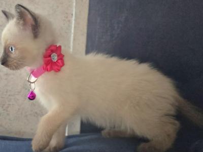 Siamese Kitty - Siamese - Gallery Photo #1
