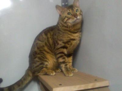 Champion - Bengal - Gallery Photo #1