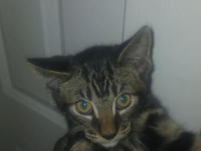 Kitty - Egyptian Mau - Gallery Photo #1