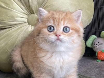 British NOV Winny - British Shorthair - Gallery Photo #1