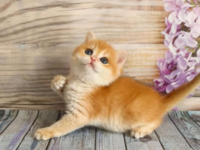 British NOV Raimo - British Shorthair - Gallery Photo #1