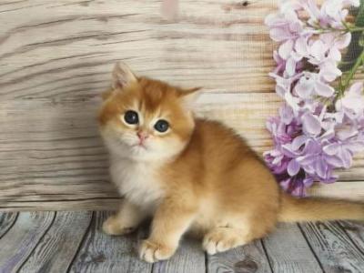 British NOV Rey - British Shorthair - Gallery Photo #1