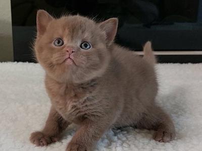 British Grace - British Shorthair - Gallery Photo #1